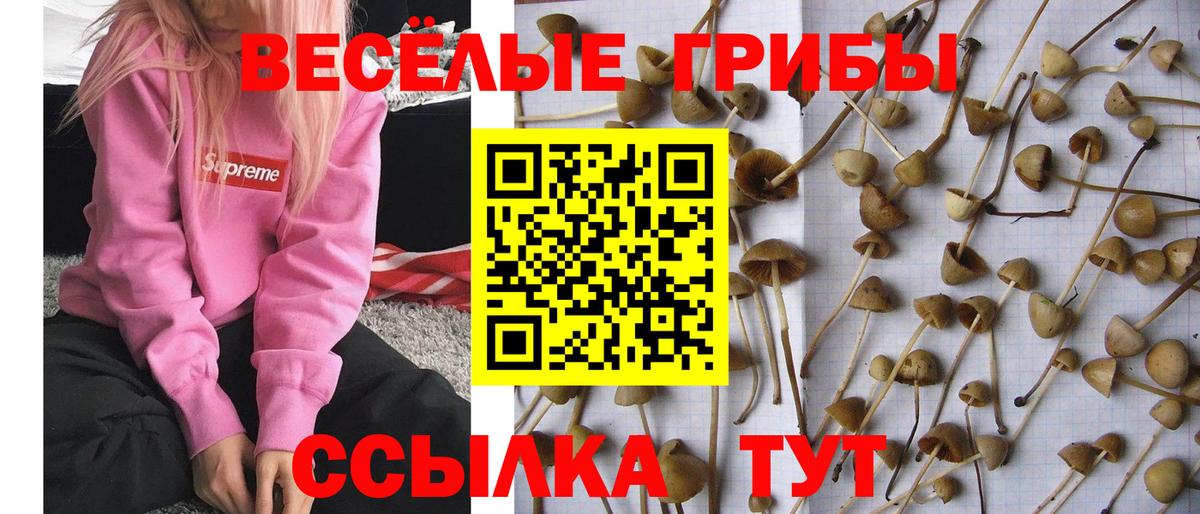 Галлюциногенные грибы Psilocybine cubensis Северск